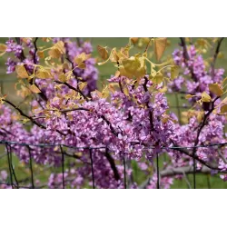 Cercis canadensis THE RISING SUN