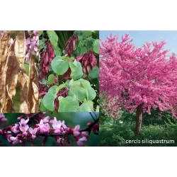 Apsritalapis cercis - Cercis siliquastrum