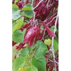 Apsritalapis cercis - Cercis siliquastrum