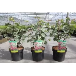 Apsritalapis cercis - Cercis siliquastrum