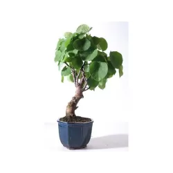 Apsritalapis cercis - Cercis siliquastrum