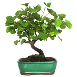 Apskritalapis cercis (Judo medis) - Cercis siliquastrum