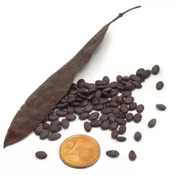 Apsritalapis cercis - Cercis siliquastrum