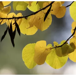 Apsritalapis cercis - Cercis siliquastrum