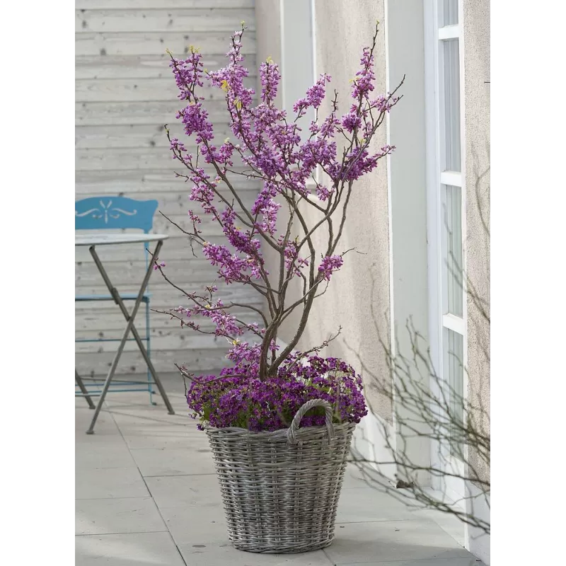 Apsritalapis cercis - Cercis siliquastrum