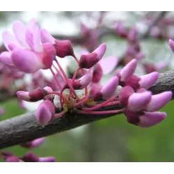 Apsritalapis cercis - Cercis siliquastrum