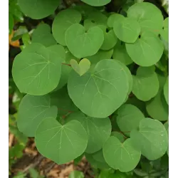 Apsritalapis cercis - Cercis siliquastrum