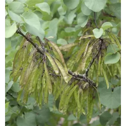 Apsritalapis cercis - Cercis siliquastrum