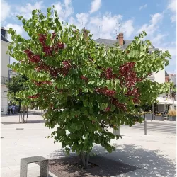 Apskritalapis cercis (Judo medis) - Cercis siliquastrum