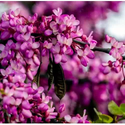 Apsritalapis cercis - Cercis siliquastrum