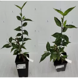 Geltonžiedė sedula Jolico