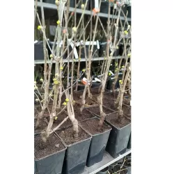 Cornelian cherry - Cornus mas JOLICO