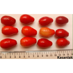 Cornelian cherry - Cornus mas Kasanlak