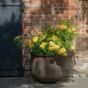 Rosa BRING ME SUNSHINE