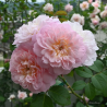 Rožė - Rosa ELIZABETH