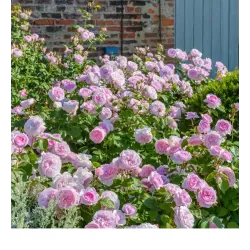 Rožė - Rosa OLIVIA ROSE ®