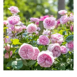 Rožė - Rosa OLIVIA ROSE ®