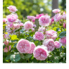 Rožė - Rosa OLIVIA ROSE ®