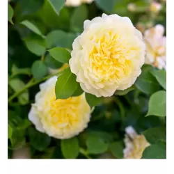 Rožė - Rosa THE PILGRIM ®