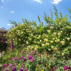 Rožė - Rosa THE PILGRIM ®