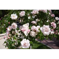 Rožių krūmai internetu su pristatymu į namus