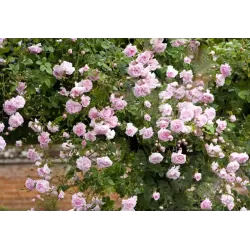 Rožių krūmai internetu su pristatymu į namus