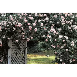 Rožių krūmai internetu su pristatymu į namus