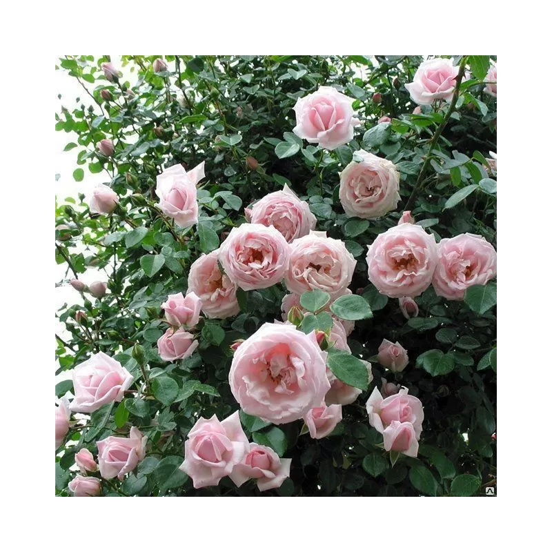 Rožių krūmai internetu su pristatymu į namus