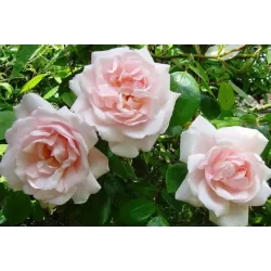 Rožių krūmai internetu su pristatymu į namus