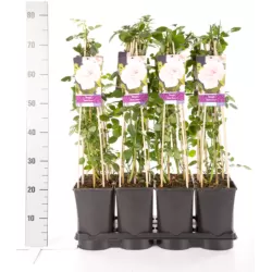 Rožių krūmai internetu su pristatymu į namus