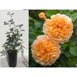 Rosa PORT SUNLIGHT ®