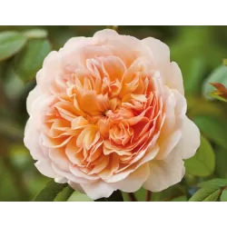 Rosa PORT SUNLIGHT ®