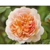 Rosa PORT SUNLIGHT ®