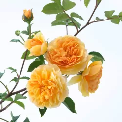 Rožė - Rosa PORT SUNLIGHT ®