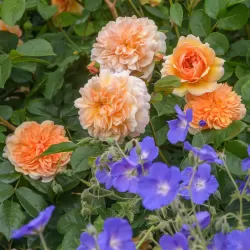 Rosa PORT SUNLIGHT ®