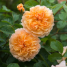 Rožė - Rosa PORT SUNLIGHT ®