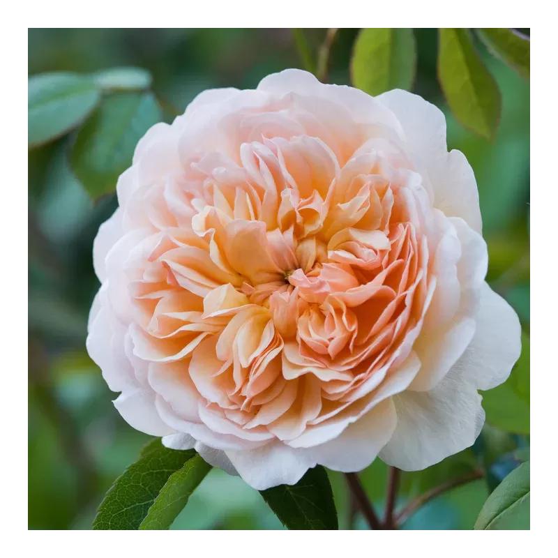 Rosa PORT SUNLIGHT ®