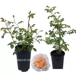 Rosa PORT SUNLIGHT ®