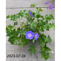 Snapučių Rozanne sodinukai su pristatymu į namus