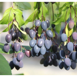 Chionanthus virginicus