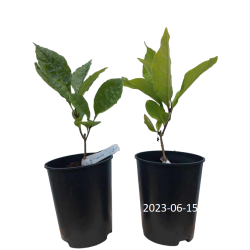 Virgininis sniegmedis - Chionanthus virginicus