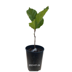 Chionanthus virginicus