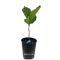 Virgininis sniegmedis - Chionanthus virginicus