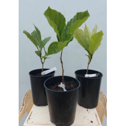 Chionanthus virginicus