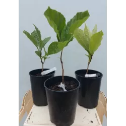 Virgininis sniegmedis - Chionanthus virginicus