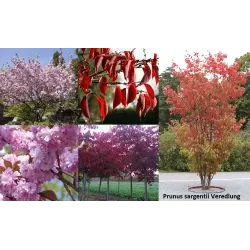 Sakura trees with home delivery