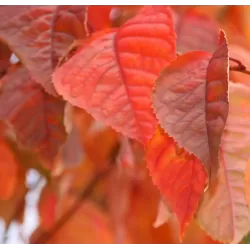 Sakurų medžiai ir sodinukai su pristatymu į namus Lietuvoje