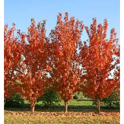 Sakurų medžiai ir sodinukai su pristatymu į namus Lietuvoje