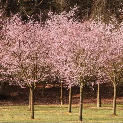 Sakura trees with home delivery