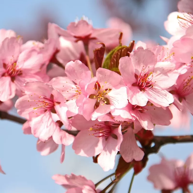Sakurų medžiai ir sodinukai su pristatymu į namus Lietuvoje